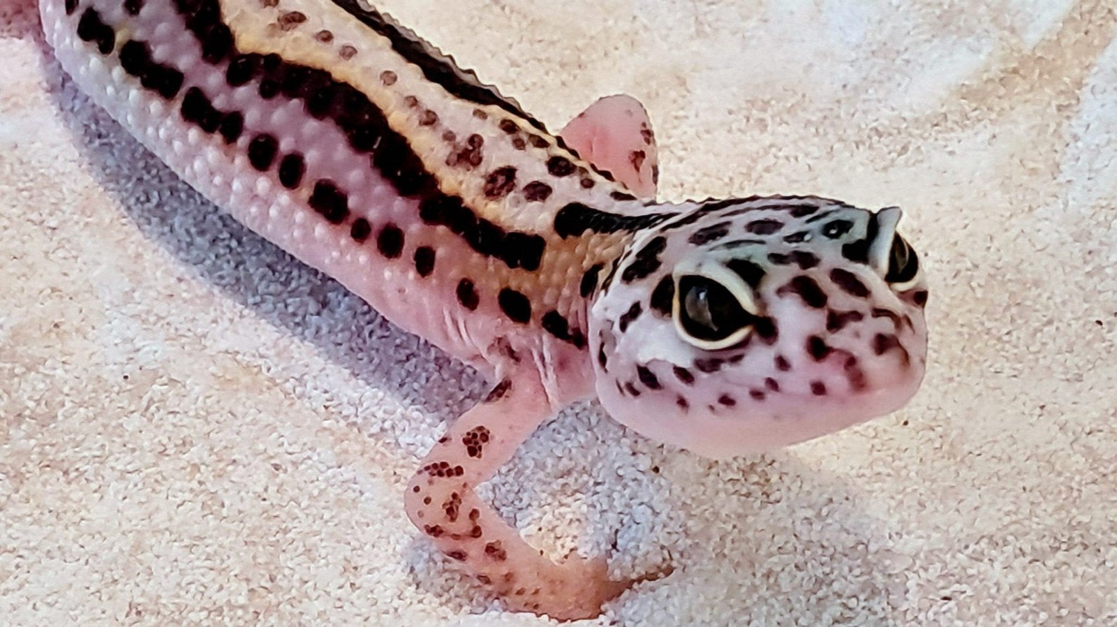 Luipaard gekko te koop, Hagedis, 0 tot 2 jaar