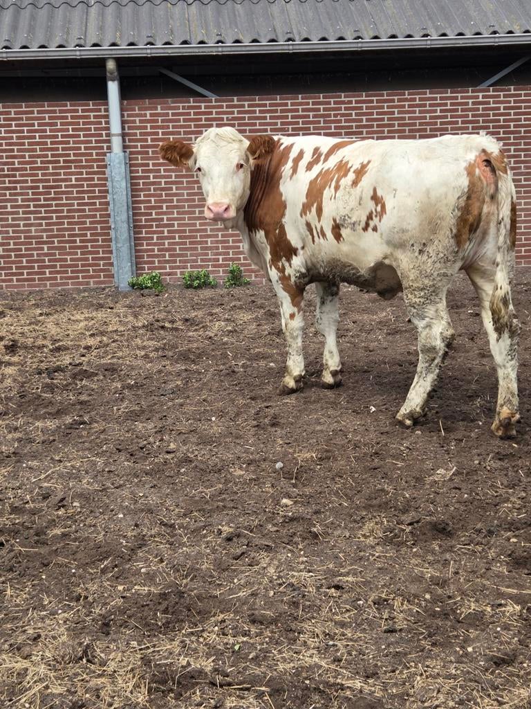 3 zware fleckvieh vaarzen!, Dieren en Toebehoren, Vrouwelijk