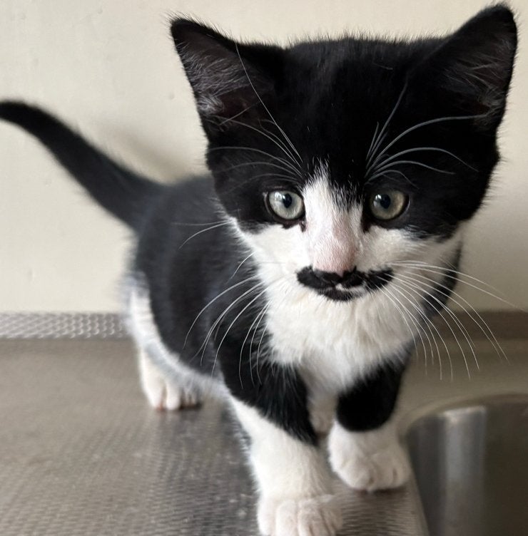 Kittens, boerderijkittens, mogen direct weg, Meerdere dieren