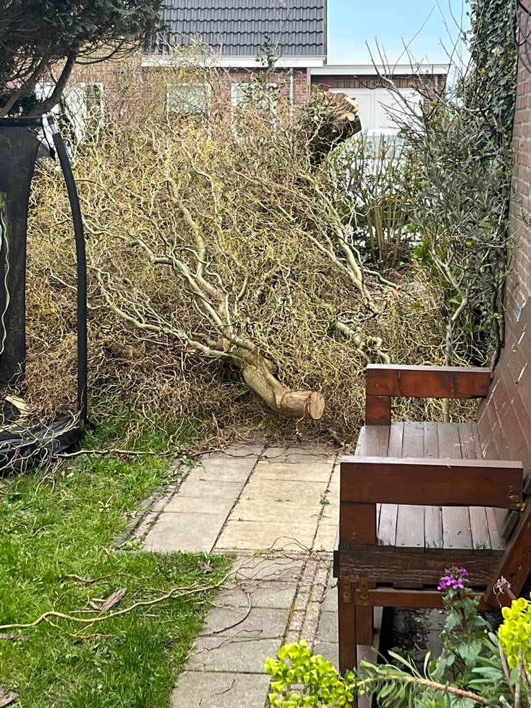 Grote Hazelaar takken voor Paastakken of decoratie, Volle zon, Lente, 400 cm of meer, Overige soorten
