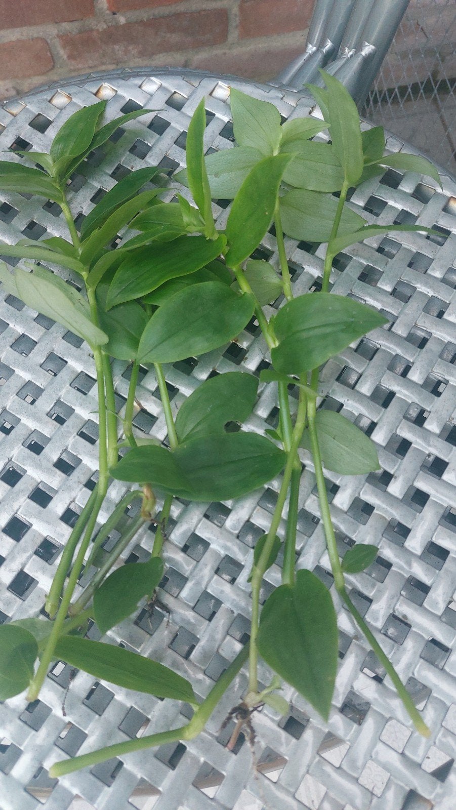 Tradescantia gratis, Ophalen, Overige soorten, Volle zon