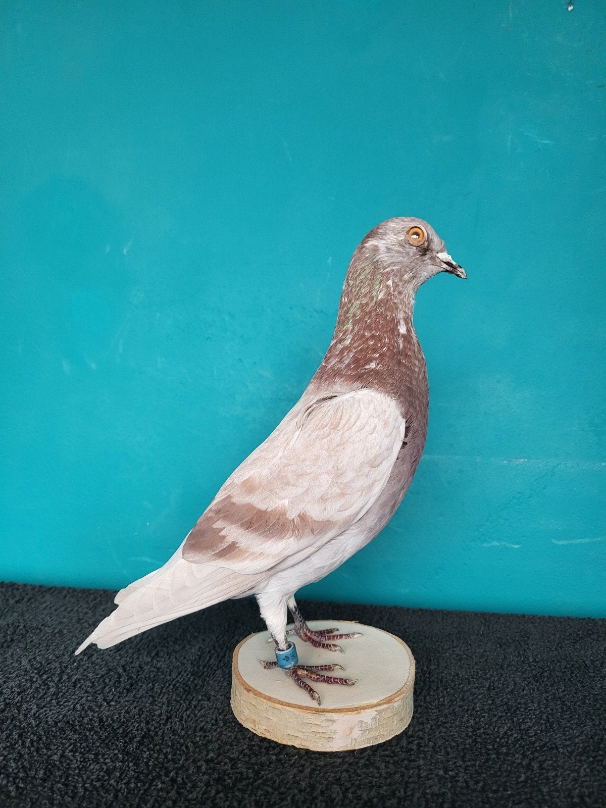 Een prachtige opgezette duif nr 3!, Ophalen, Nieuw, Vogel, Opgezet dier
