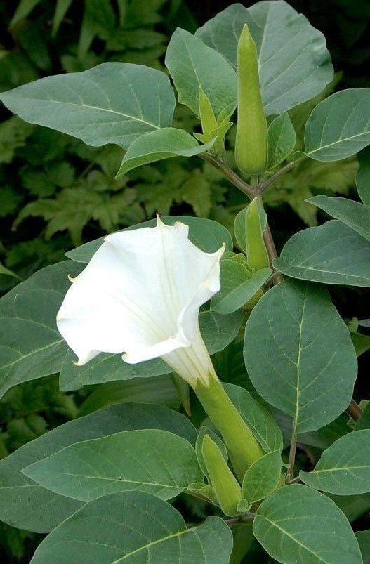 Zaden Datura sp., Tuin en Terras, Ophalen of Verzenden, Zaad
