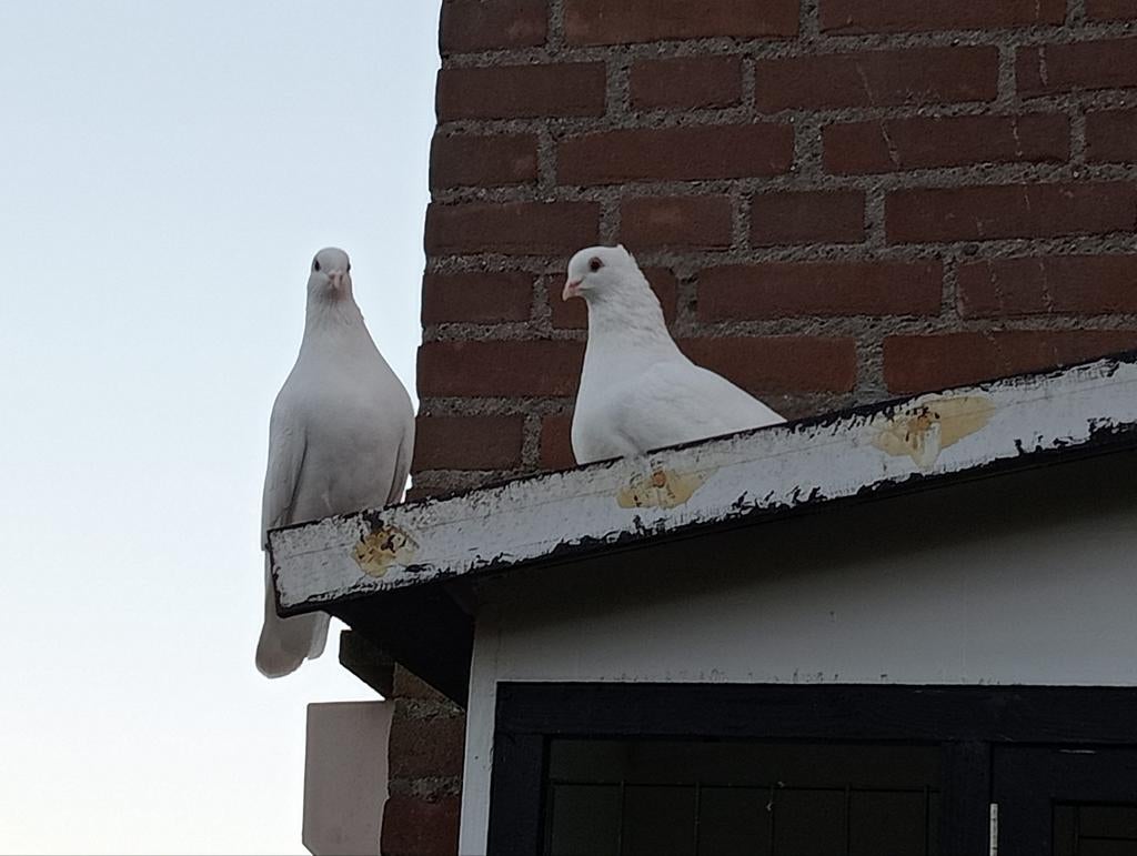 Koppel Servische hoogvliegers, Meerdere dieren