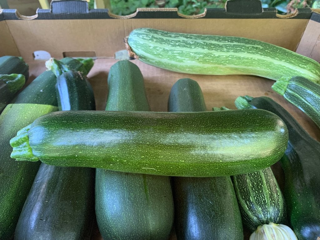 Biologische Courgettes, Tuin en Terras, Planten | Tuinplanten, Ophalen, Eenjarig, Groenteplanten, Volle zon