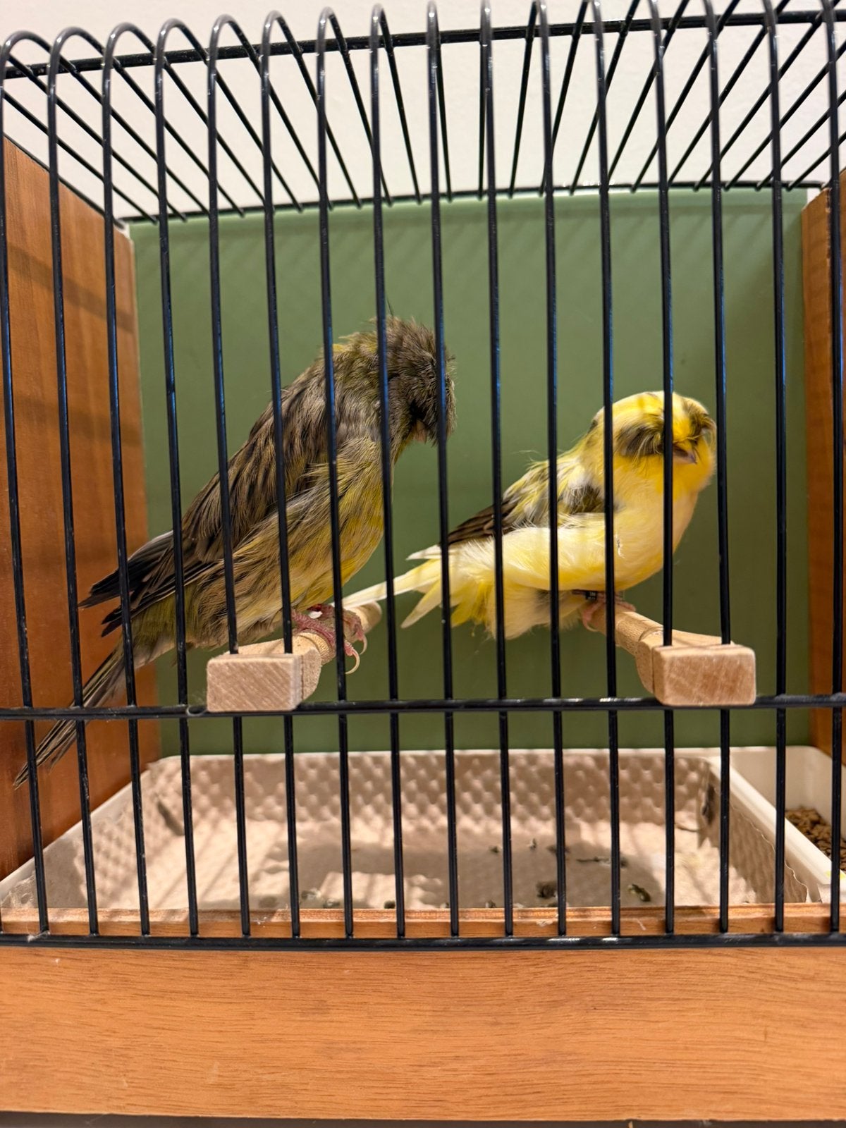 Crestkanarie, Dieren en Toebehoren, Meerdere dieren, Kleurkanarie