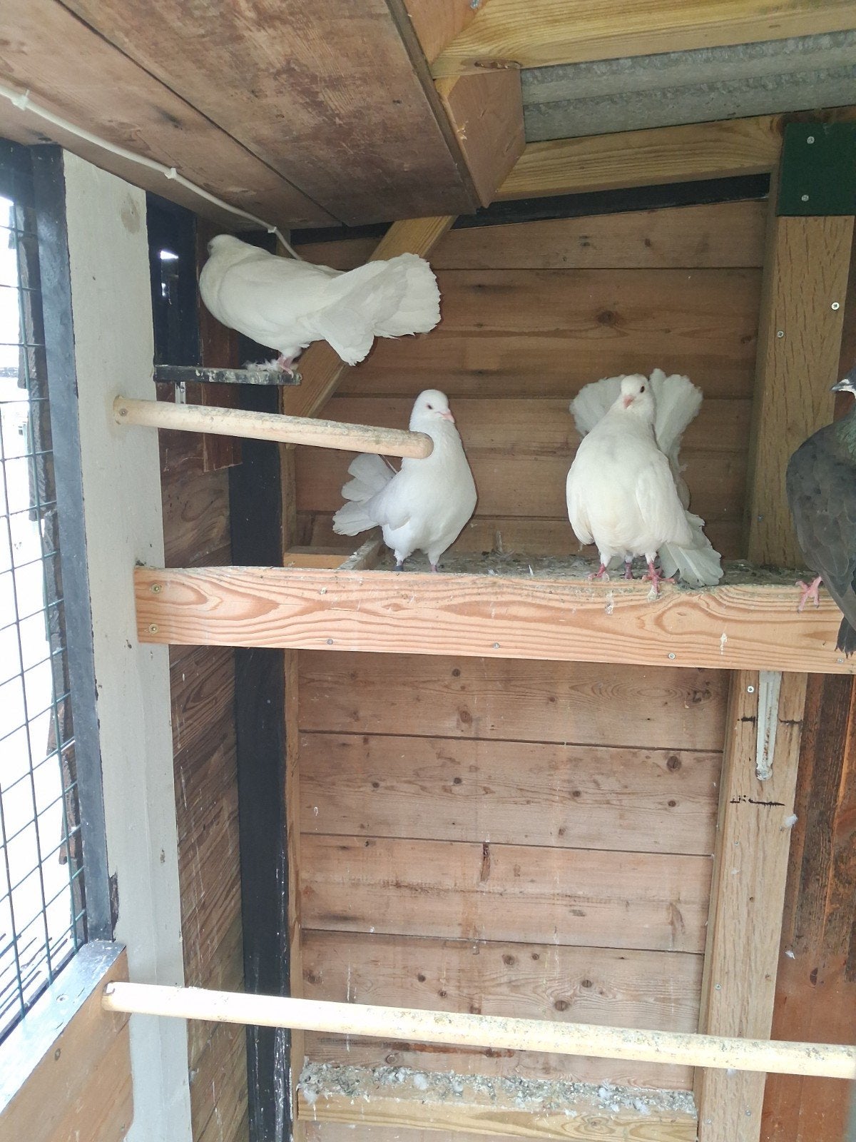 pauwstaartjes te koop 11stuks, Meerdere dieren, Overige soorten