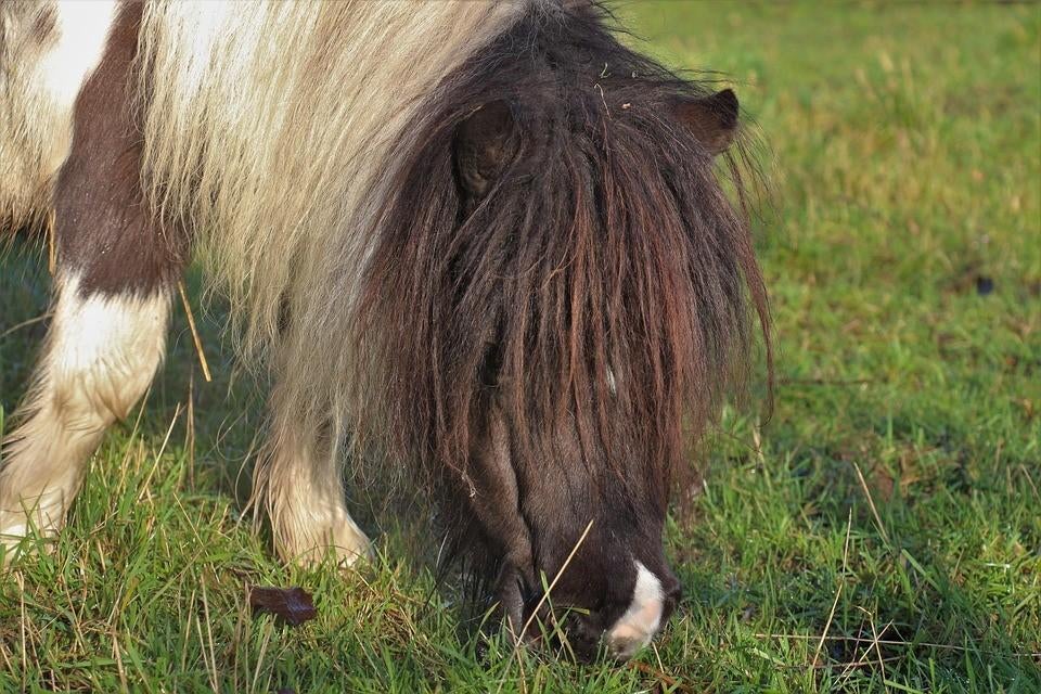 weiland of stalling gezocht! (shetlander), Dieren en Toebehoren, Stalling en Weidegang, Weidegang, 1 paard of pony
