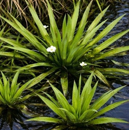 Krabbescheer  (Stratiotes aloides) per 10 stuks, Ophalen, Nieuw