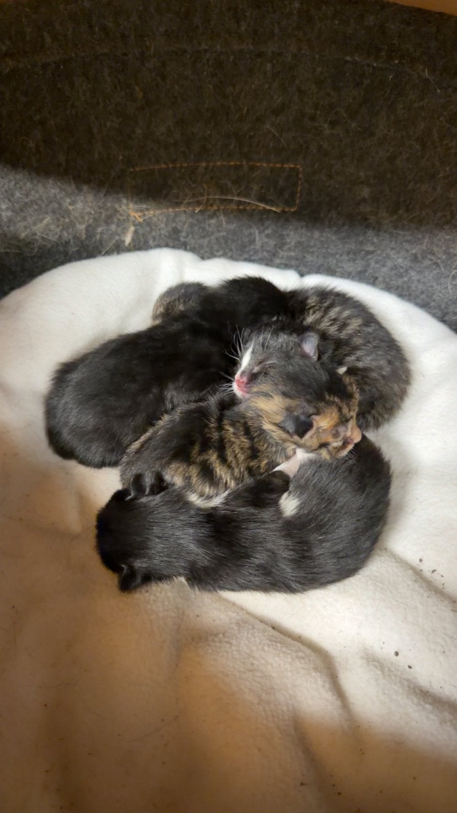 5 lieve kittens, Dieren en Toebehoren