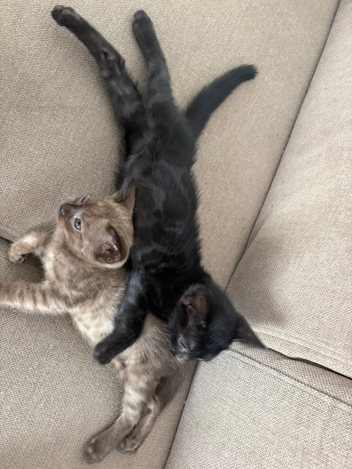 Bengaalse kittens nog 1 bruine en 1zwarte van de 3 over., Meerdere dieren, Ontwormd