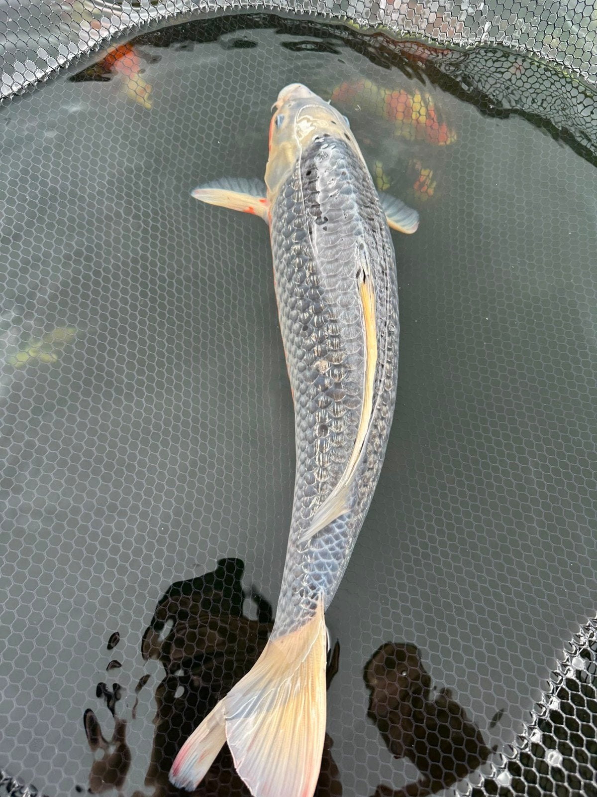 Asagi ginrin 49cm, Karper of Koi