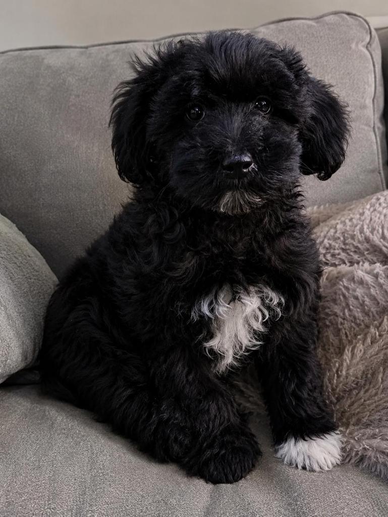 Cockapoo cocker spaniel x dwergpoedel pup, Dieren en Toebehoren, Reu, 8 tot 15 weken, Eén hond, Spaniël