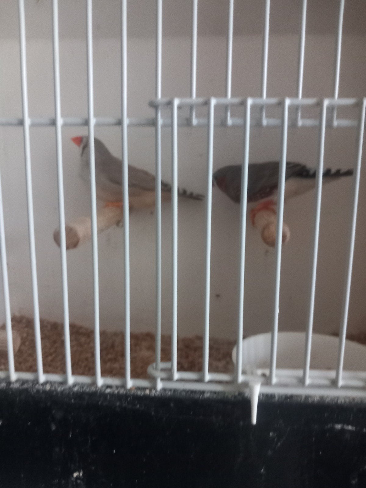 koppels zebravinken, Dieren en Toebehoren