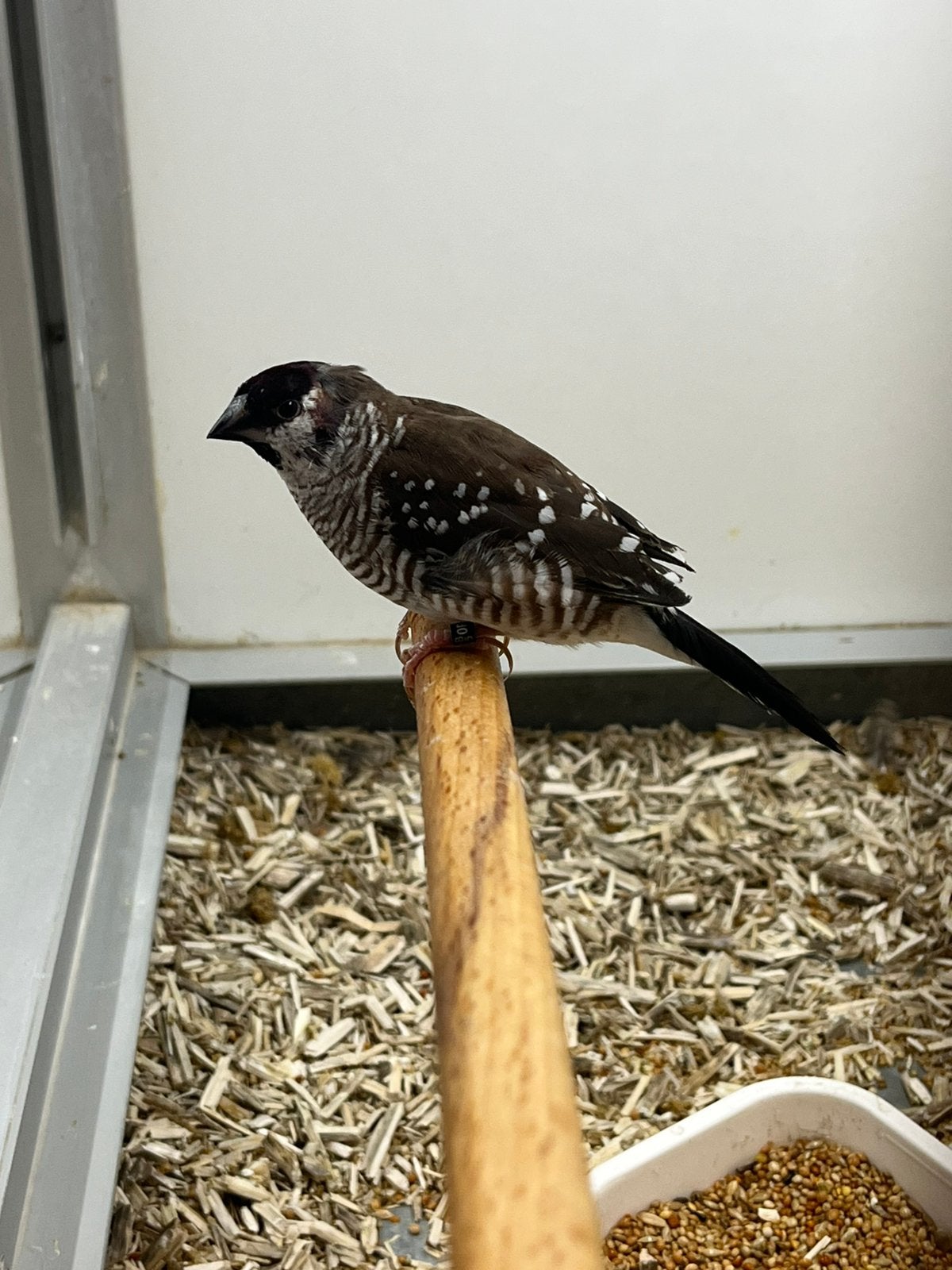 2-0 Ceresamadine, Dieren en Toebehoren, Mannelijk, Tropenvogel, Geringd
