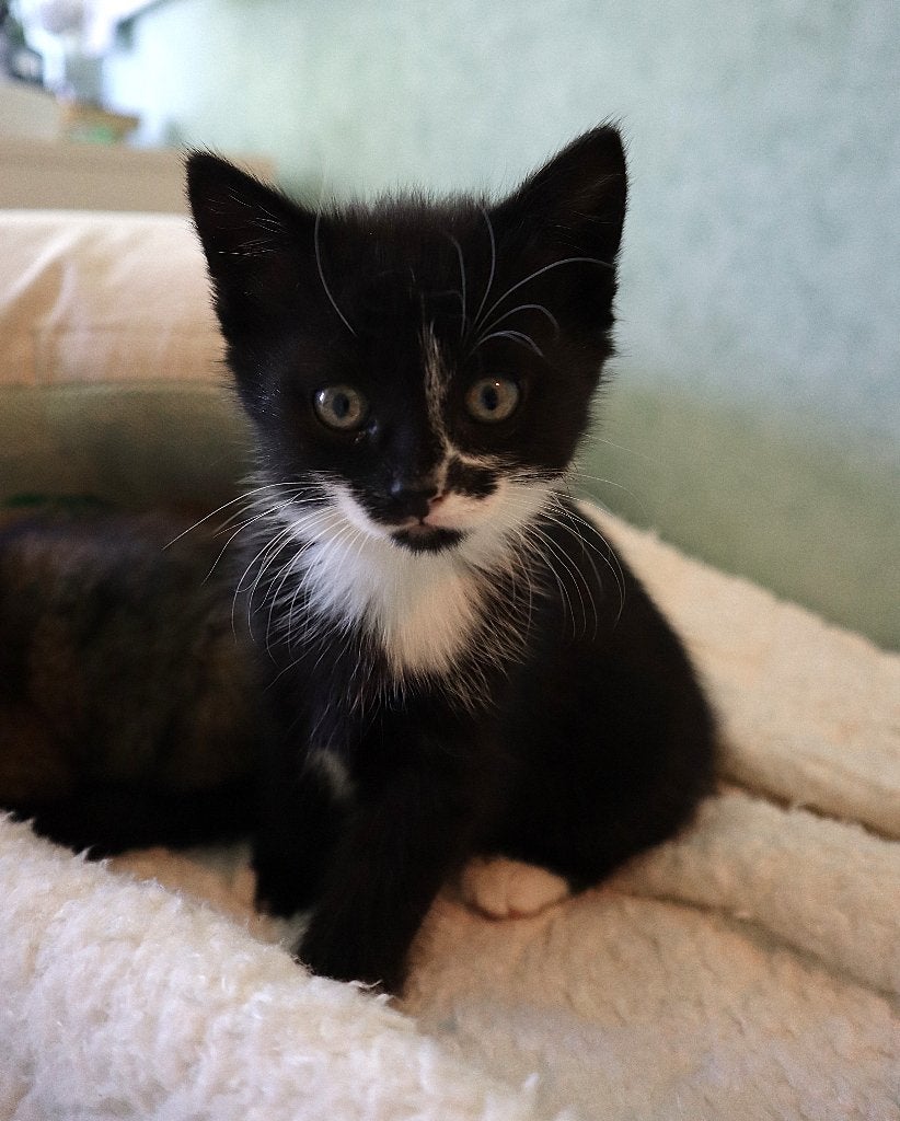 Nog 2 te lieve kittens beschikbaar! Zwartwit, poes en kater, Dieren en Toebehoren, Katten en Kittens | Overige Katten, Meerdere dieren