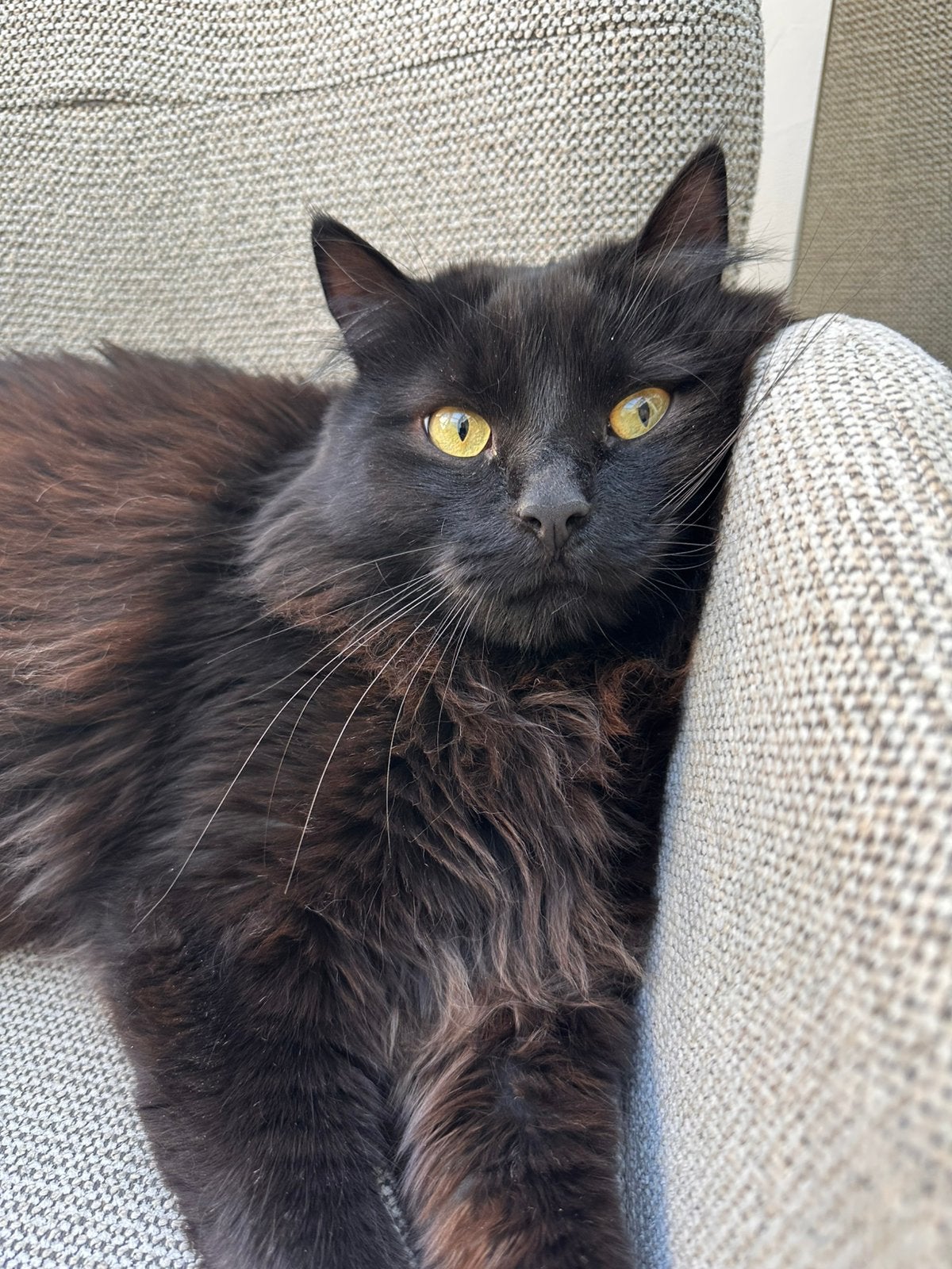 Langharige kater (Ragdoll/Norwegian Forest type), 2 jaar, Kater, Gechipt