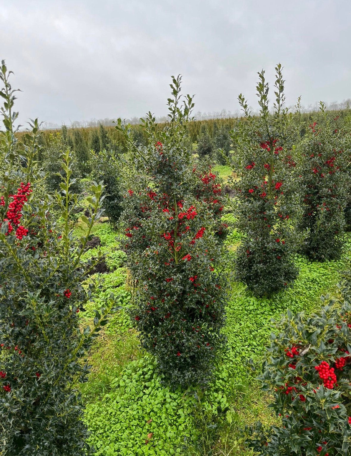 Hulst - ilex aquifolium en alaska in verschillende maten, Ophalen of Verzenden, Hulst, Minder dan 100 cm