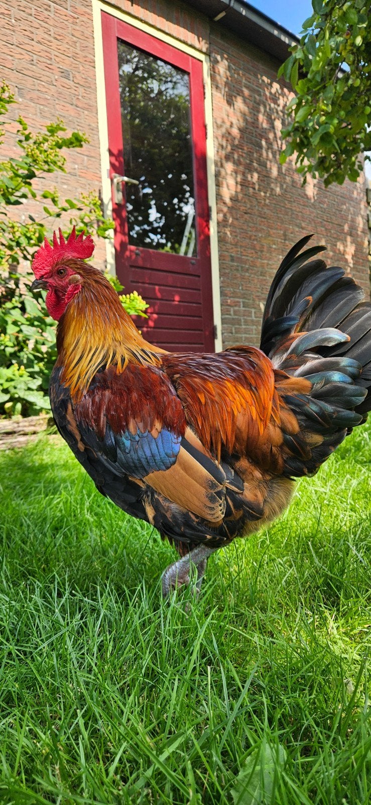 Zwarte Maran haan 15 weken, Dieren en Toebehoren, Mannelijk, Kip