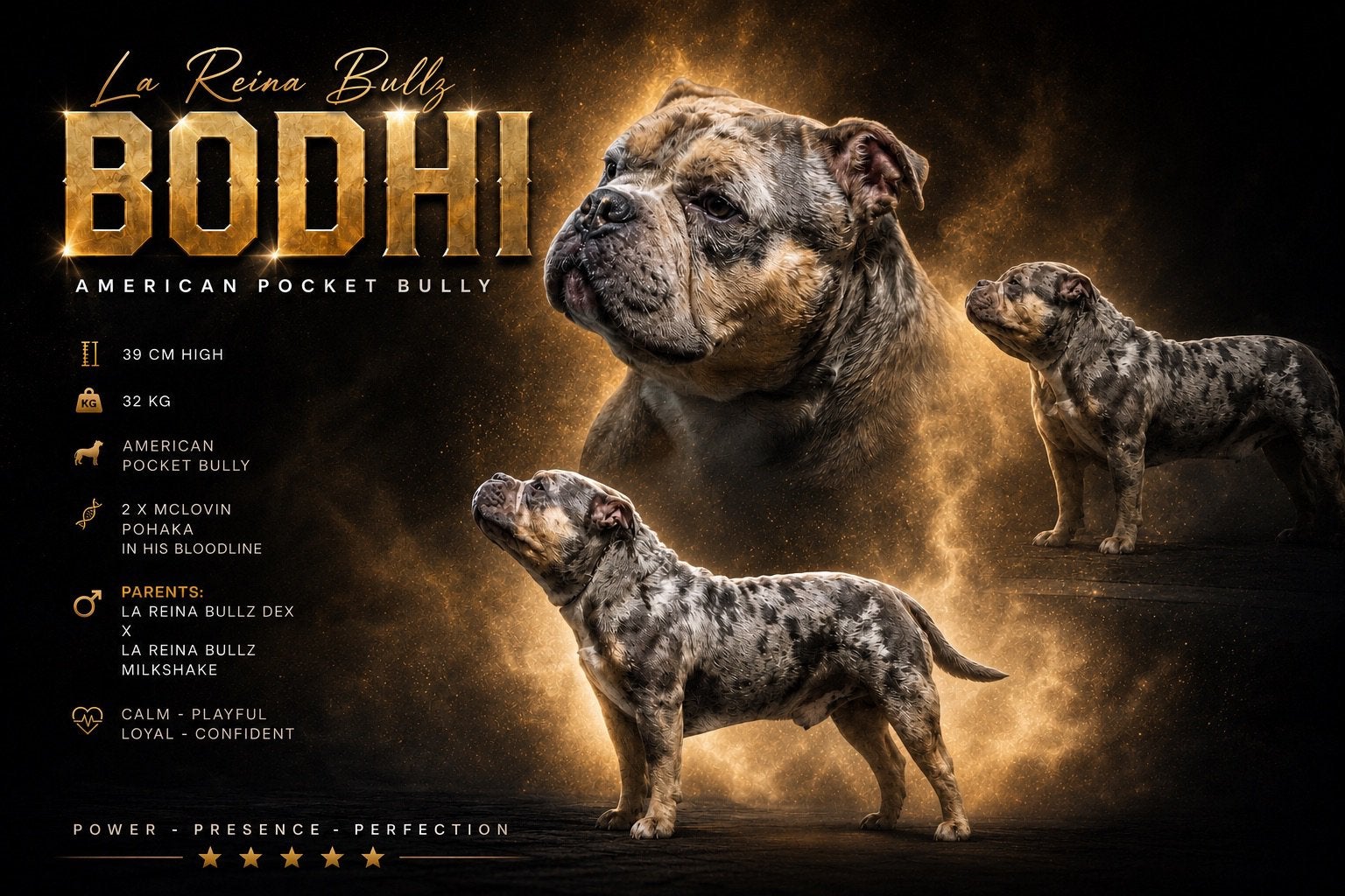american bully pocket dekreu *getest*, Dieren en Toebehoren, Reu, 1 tot 2 jaar, Parvo, Eén hond