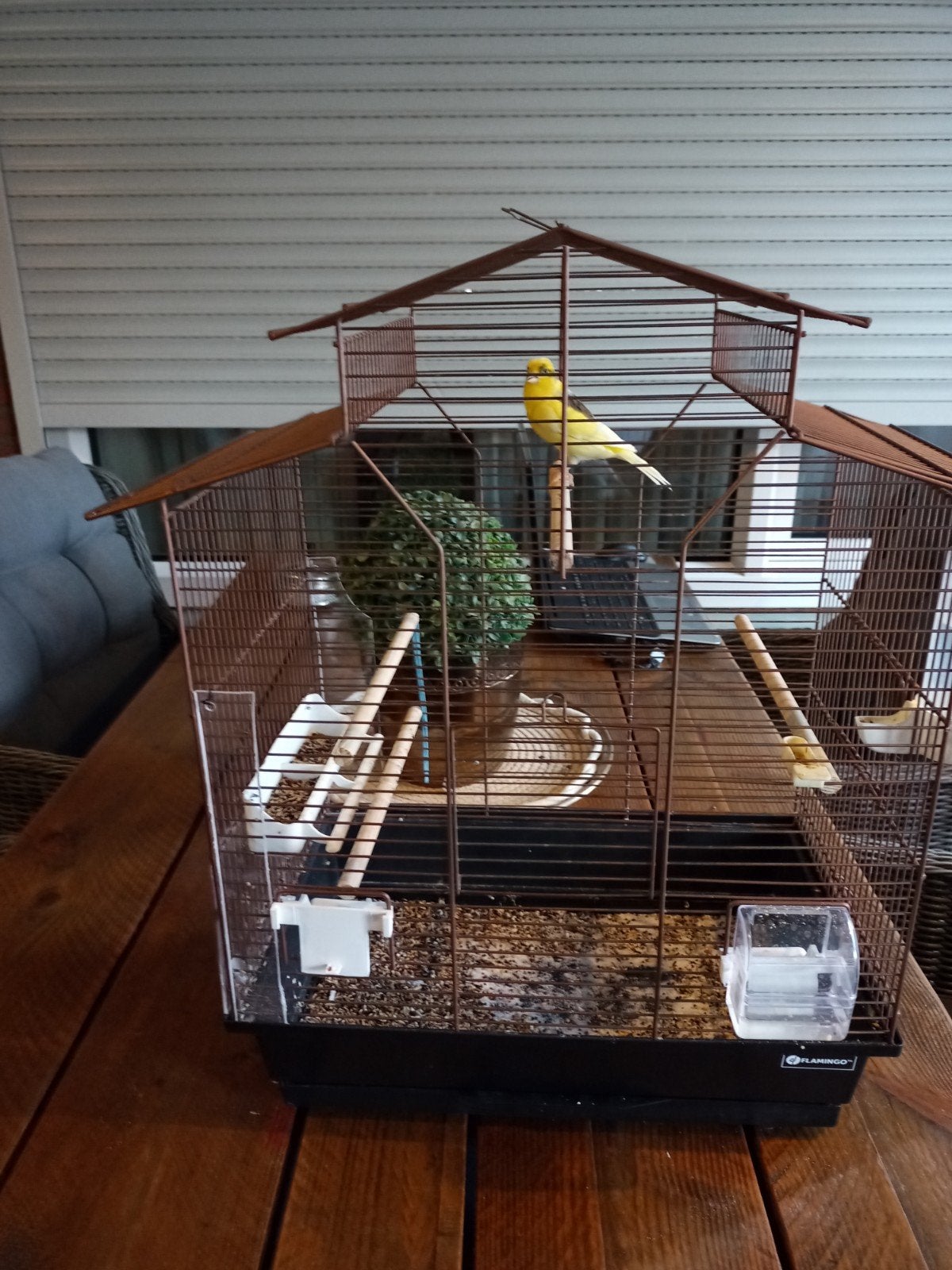 kanarie, Dieren en Toebehoren, Mannelijk, Zangkanarie