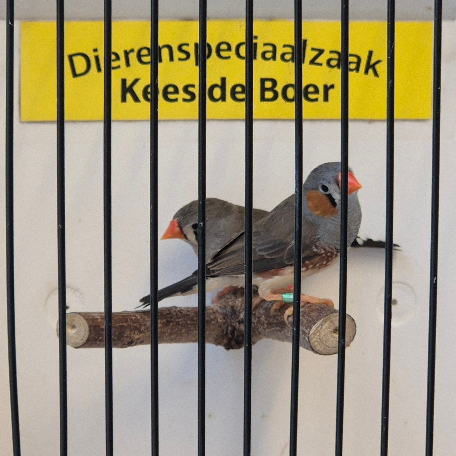 Timor zebravinken, Meerdere dieren, Geringd
