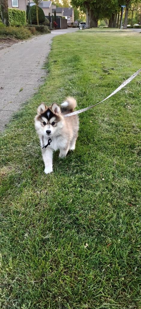 Pomskypup reu, Reu, 8 tot 15 weken, Meerdere, Klein