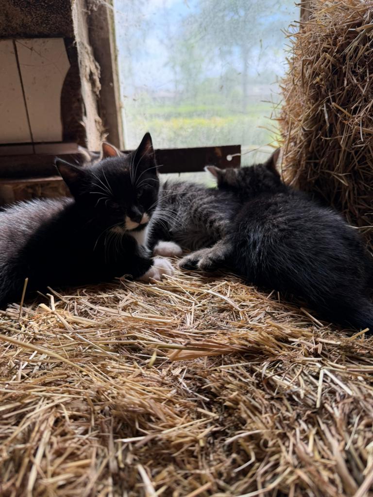 Boerderij kittens te koop, Dieren en Toebehoren, Meerdere dieren
