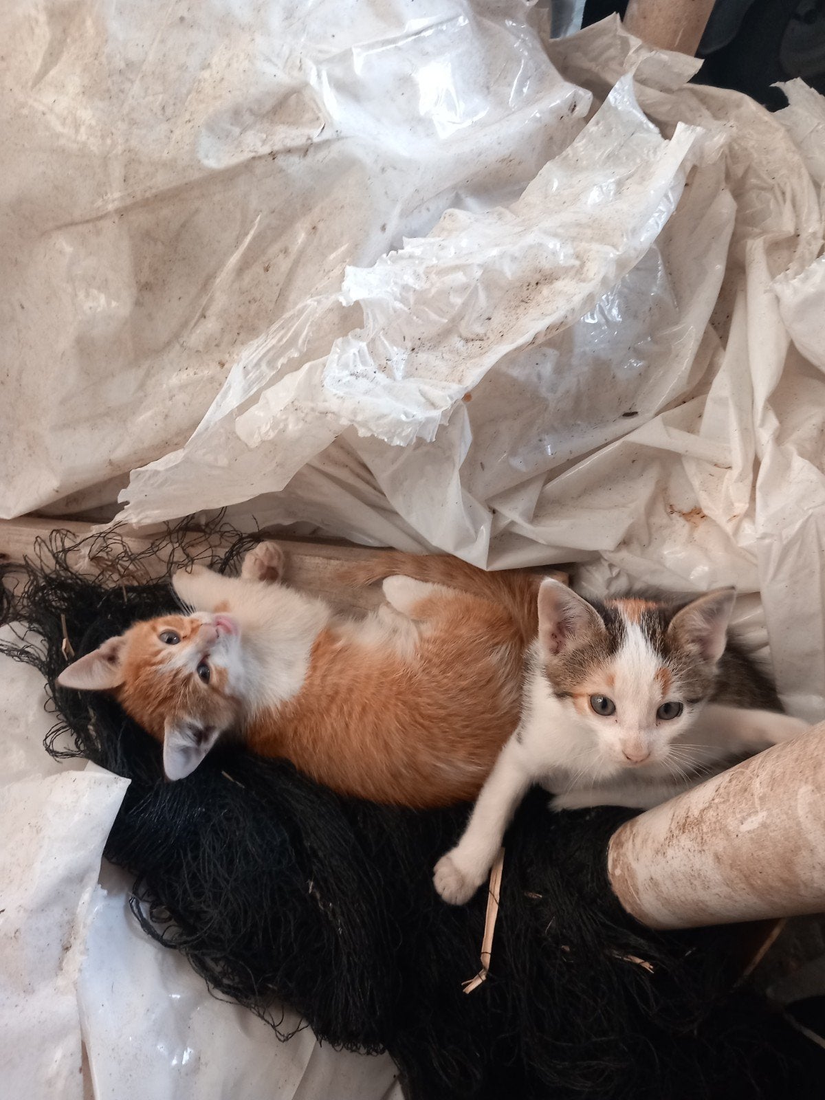 lieve Boerderij kittens te koop, Meerdere dieren