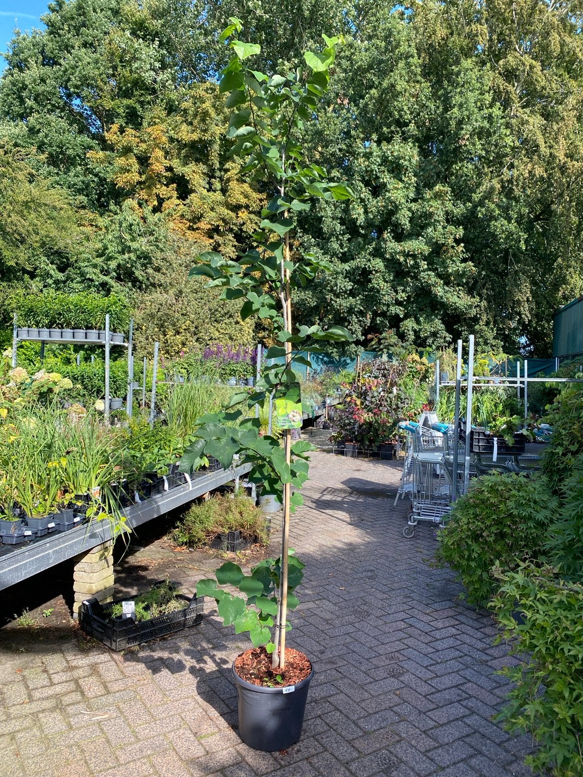 Cercis canadensis white pom poms 1,40m hoog, Ophalen, Volle zon, Overige soorten