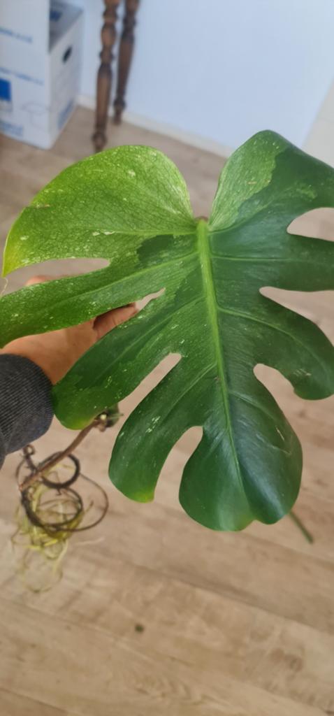 Te koop monstera mint, Huis en Inrichting, Kamerplanten, Ophalen of Verzenden, Halfschaduw, Minder dan 100 cm
