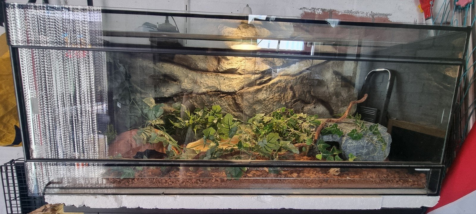Koningspython (Python regius) + terrarium en toebehoren Ball Python photo 2