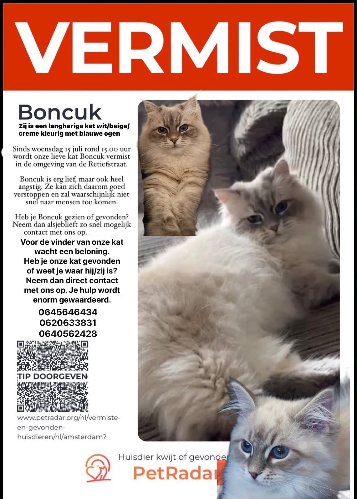 Vermiste kat Amsterdam retiefstraat, Kat