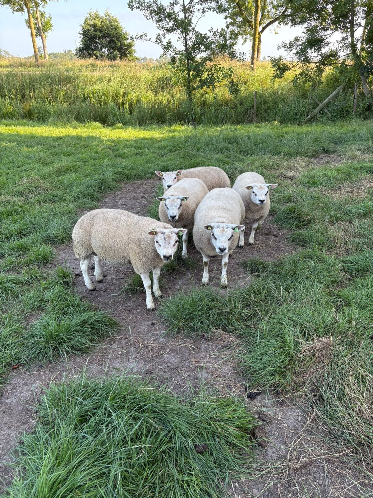 Stamboek texelaar dekrammen, Dieren en Toebehoren, Schapen, Geiten en Varkens, Mannelijk, Schaap