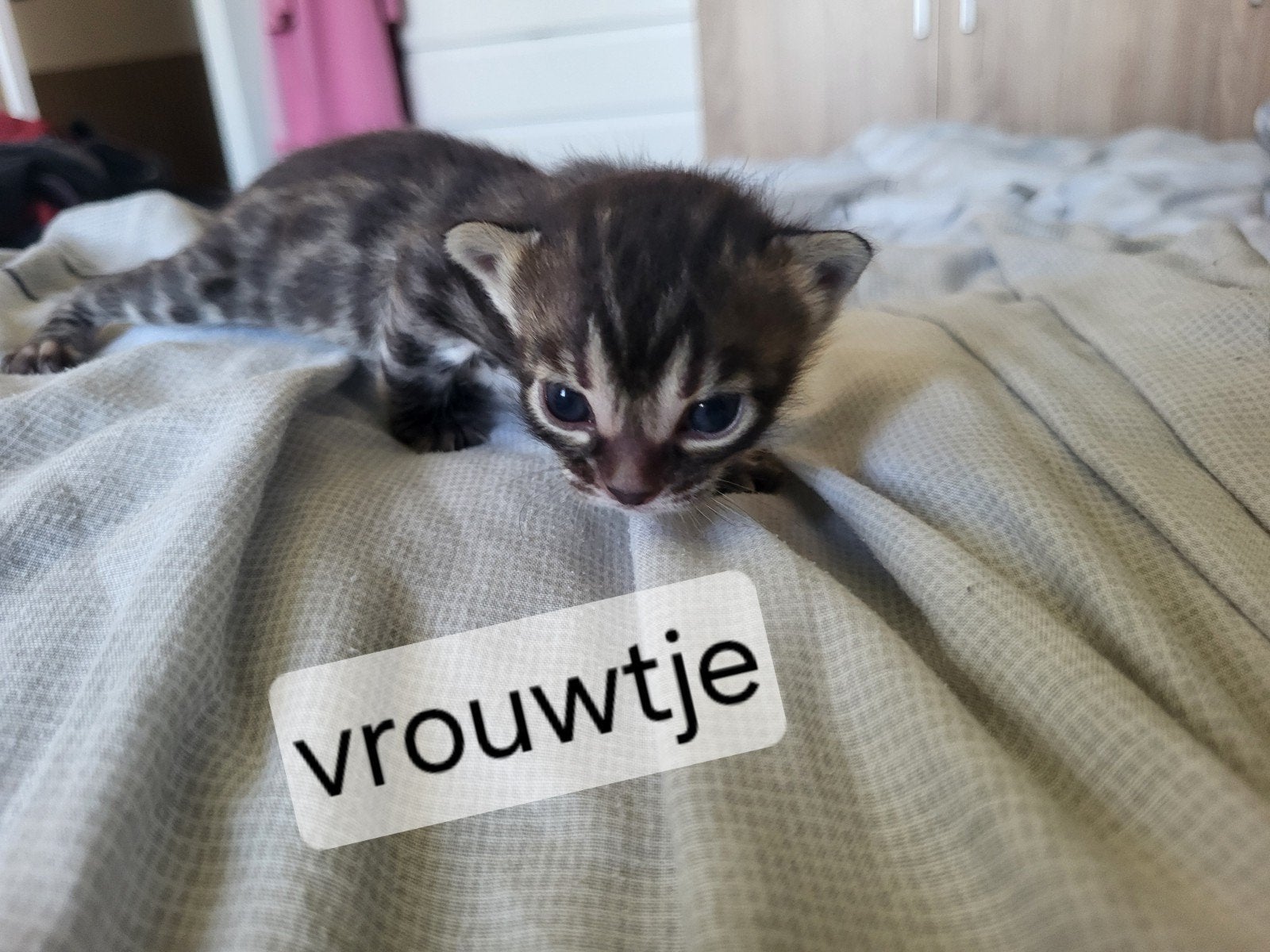 Bengaal kittens, Poes