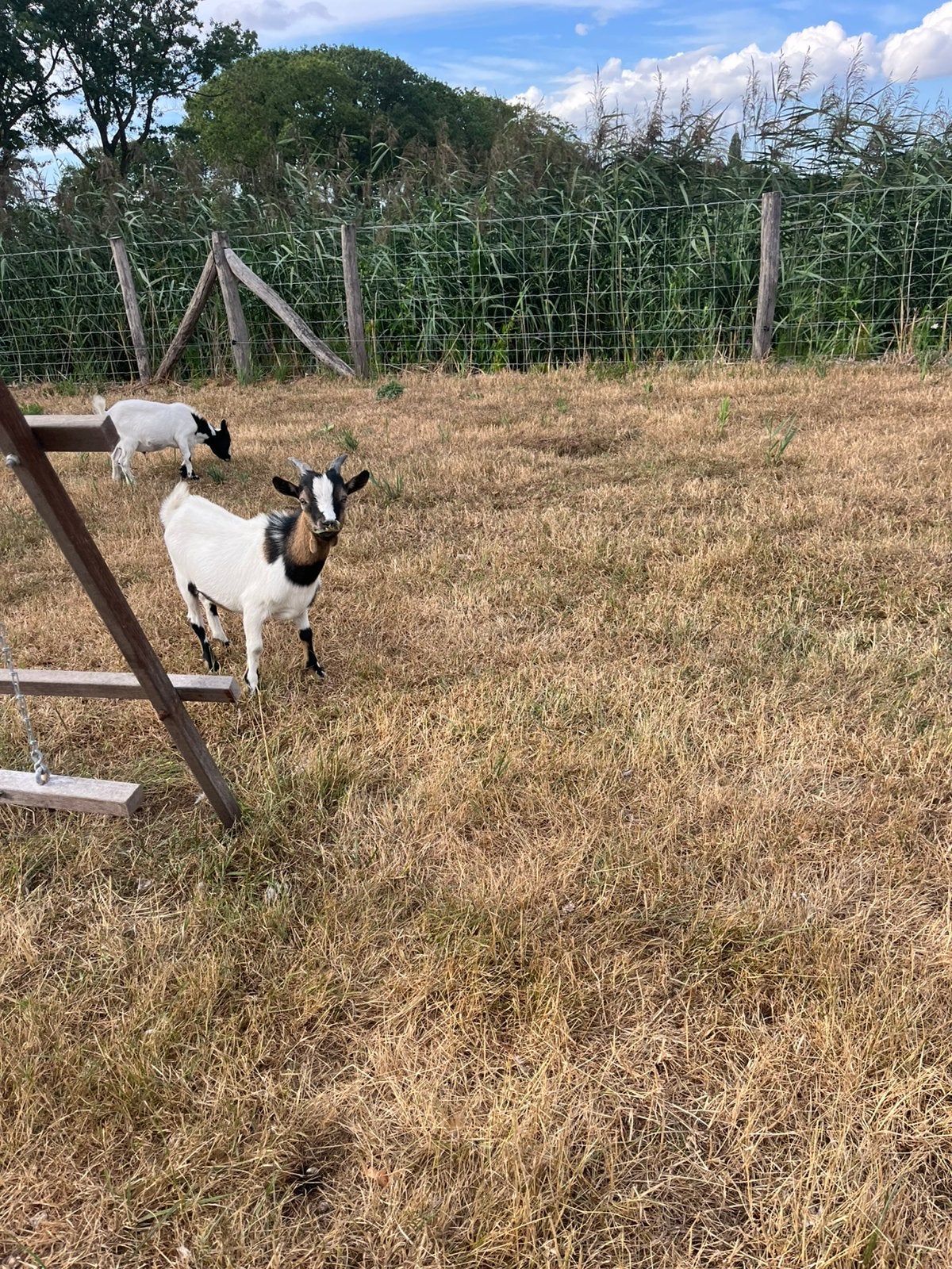2 super mooie bokjes te koop, Mannelijk, Geit