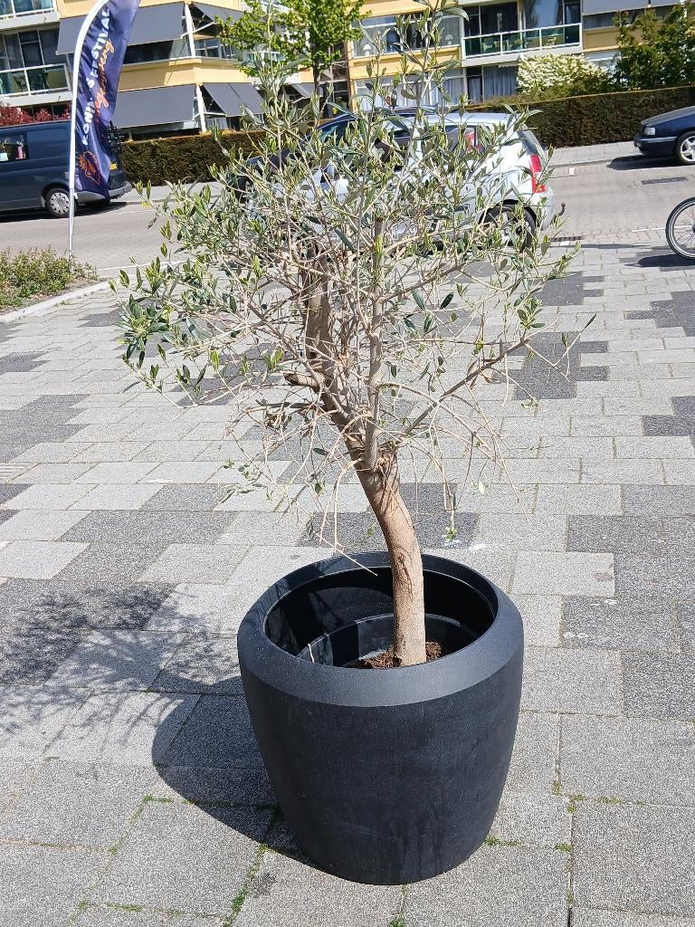 Olijfboom, Tuin en Terras, Planten | Bomen, Bloeit niet, 100 tot 250 cm, Olijfboom, Ophalen