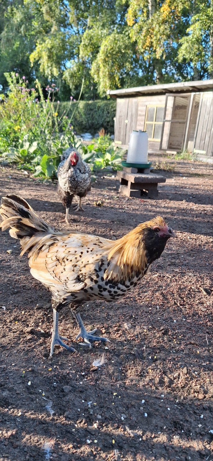 uilebaard, Dieren en Toebehoren, Mannelijk, Kip