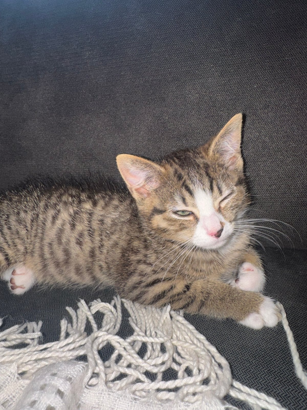 Aanhankelijke Poesjes / kittens mogen verhuizen, Dieren en Toebehoren, Katten en Kittens | Overige Katten, Meerdere dieren