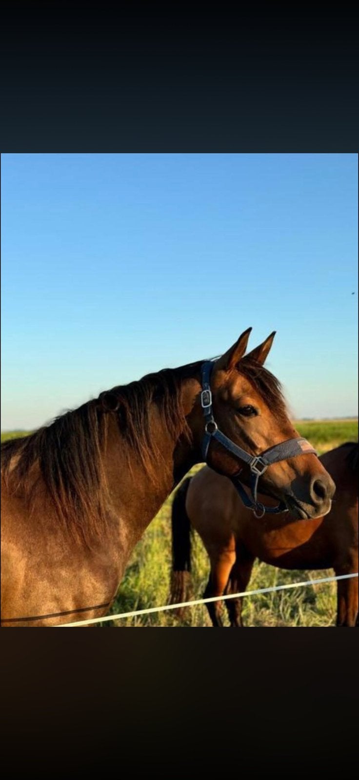 Lief Weide maatje/fokmerrie, Dieren en Toebehoren, Merrie