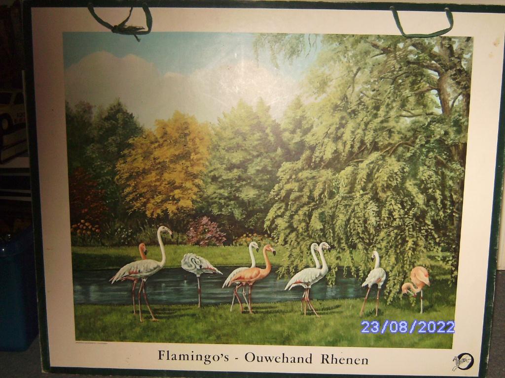 2 schoolplaat Rhenen dieren Ouwehand Leeuwenterras Flamingo, Ophalen of Verzenden, Natuur en Biologie