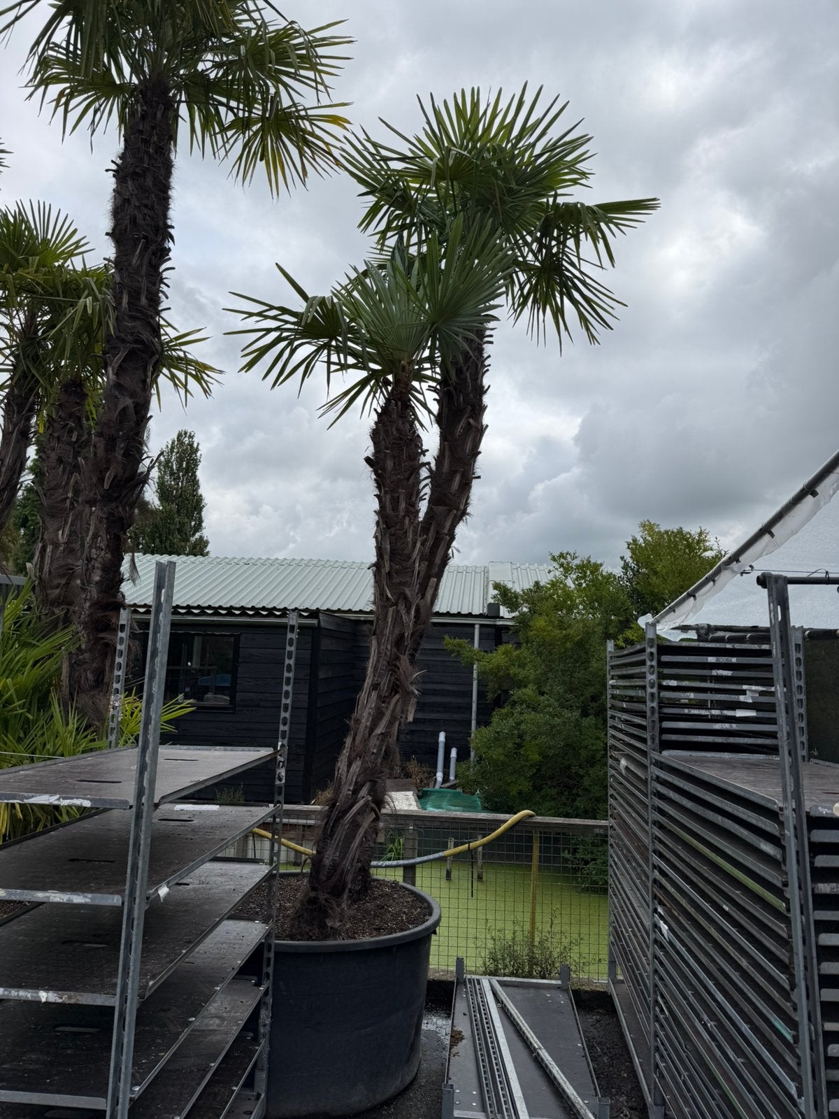 Super lange palmen ruim 4.5 meter dubbele stam 495,-, Tuin en Terras, Zomer, Palmboom, 400 cm of meer, Ophalen