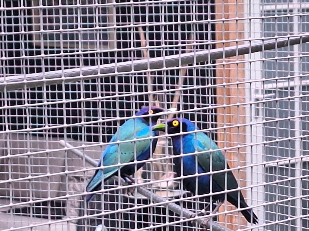 Purperglansspreeuw te koop, man van 2019/2020, Mannelijk, Tropenvogel, Geringd