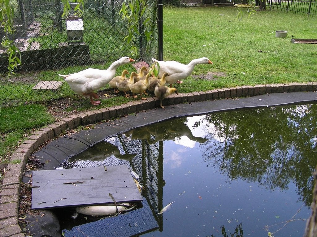 witte boerenganzen, Meerdere dieren, Eend