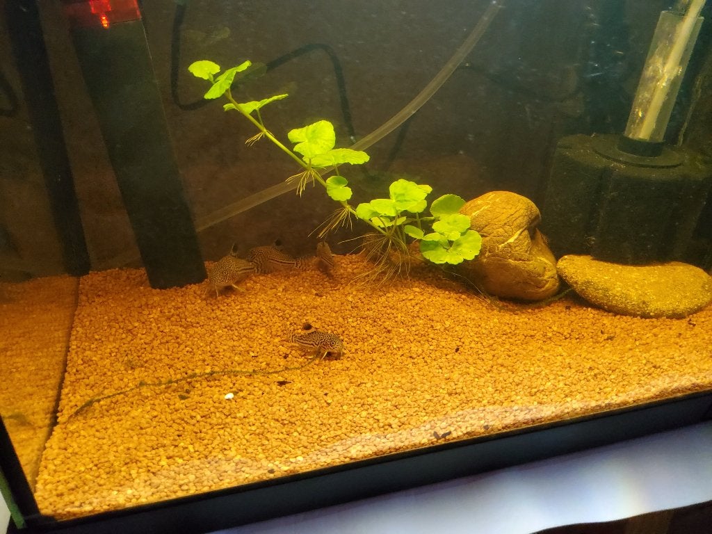 corydoras trinileatus, Dieren en Toebehoren, Vissen | Aquariumvissen, Overige typen, Zoetwatervis, Schoolvis