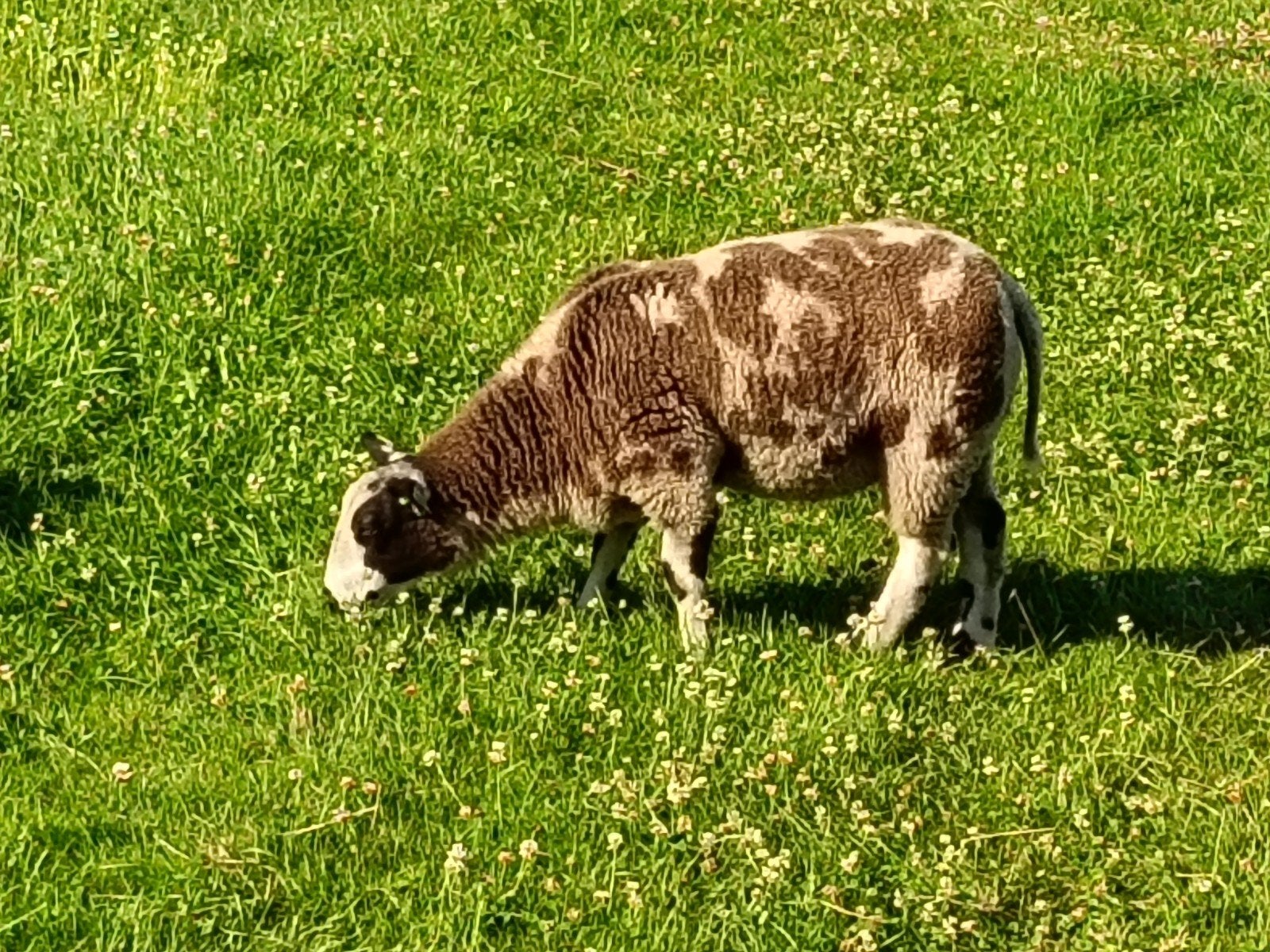 Twee bonte ooilammeren te koop, Dieren en Toebehoren, Vrouwelijk, Schaap