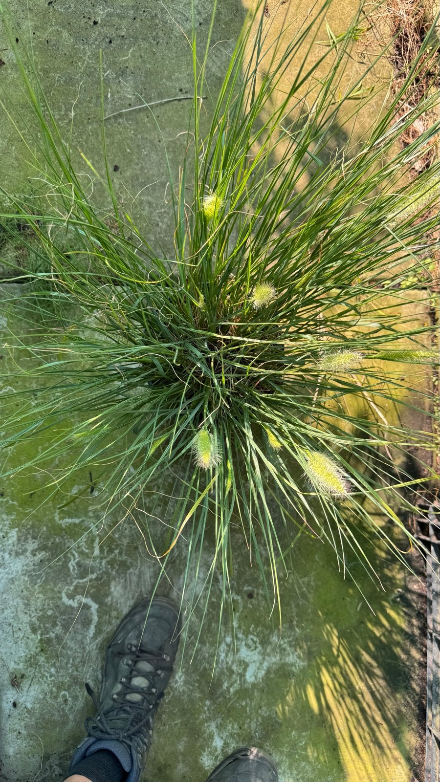 Grote volle Pennisetum Hameln 23 cm, beginnende bloei, Ophalen, Volle zon, Vaste plant, Siergrassen