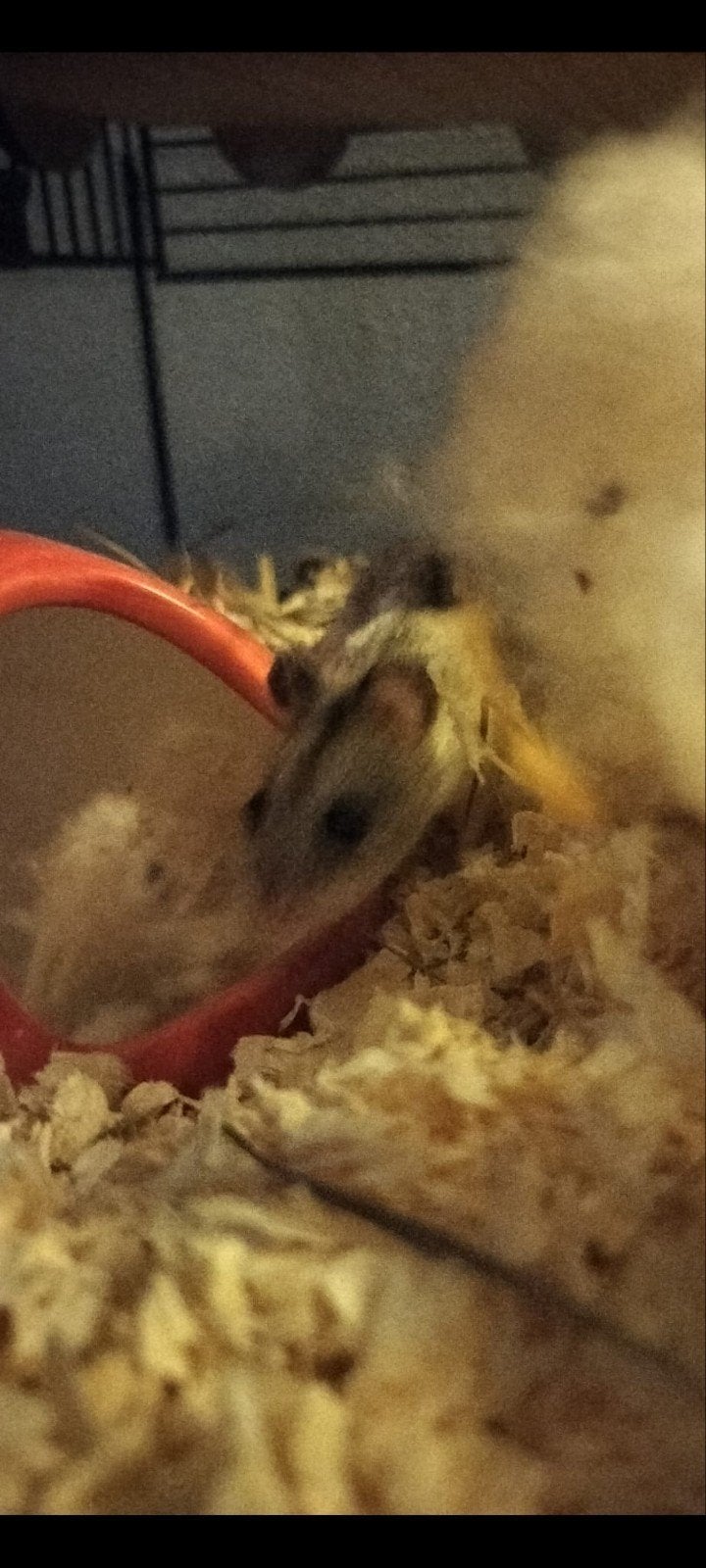 Chinese dwerghamster plus kooi en toebehoren - gratis, Dieren en Toebehoren, Maart, Vrouwelijk, Hamster