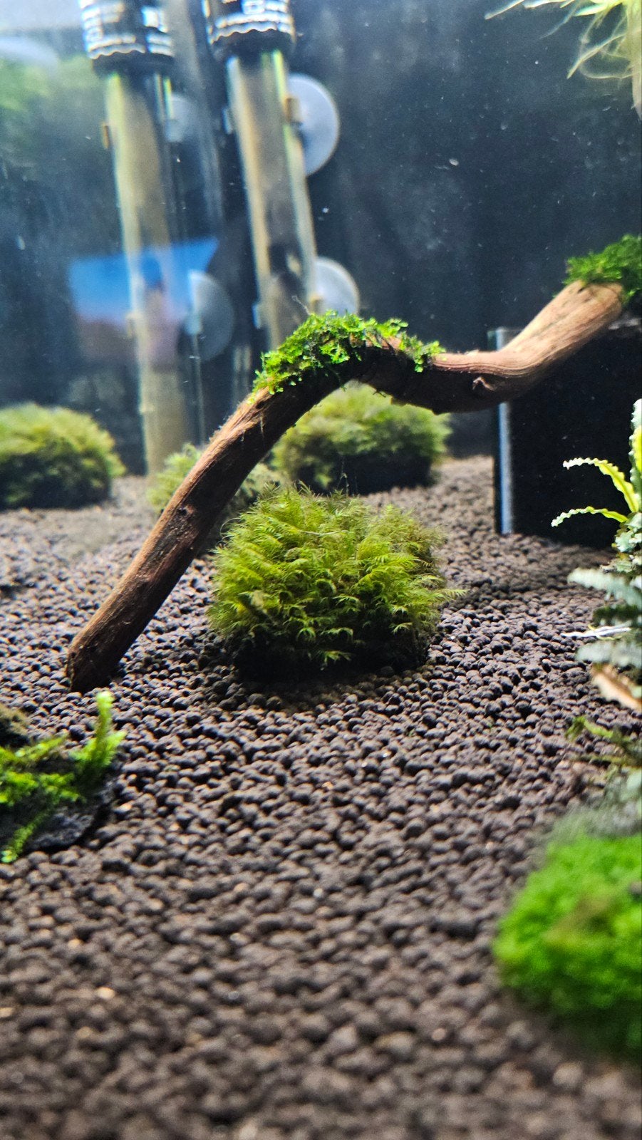 Laatste stuks | Fissidens fontanus op lavasteen, Dieren en Toebehoren, Vissen | Aquaria en Toebehoren, Ophalen of Verzenden, Nieuw