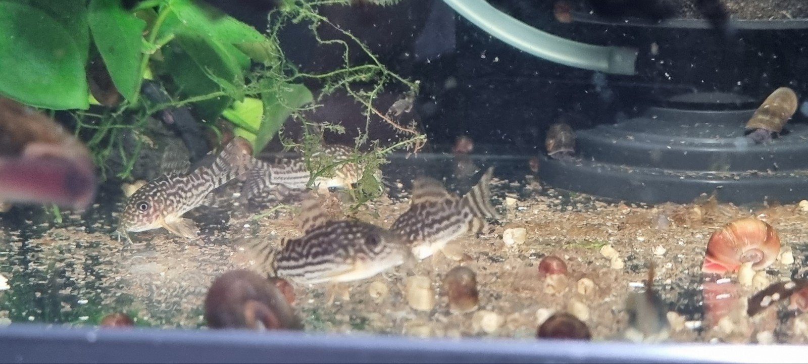 Corydoras Sterbai 3cm (Eigen Kweek), Dieren en Toebehoren, Vissen | Aquariumvissen, Vis